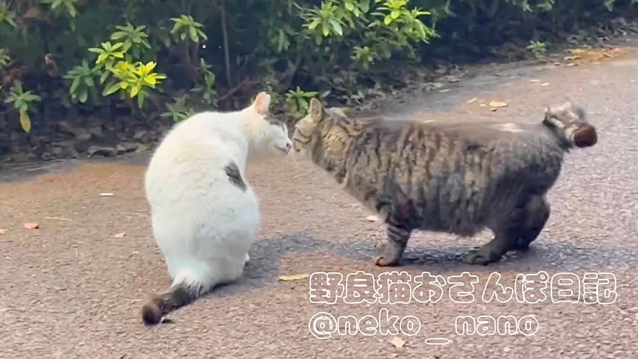 ハチワレに挨拶しに行ったのに猫パンチしてしまって気まずい顔のキジトラ