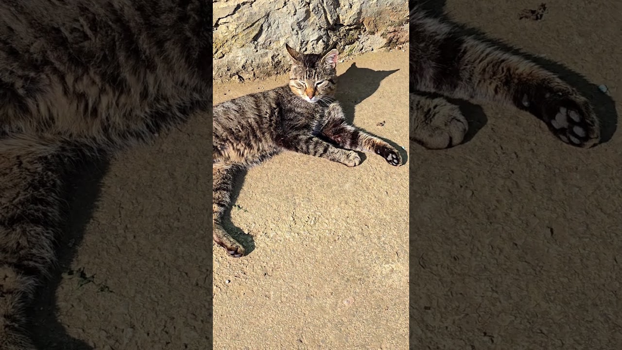 Miau miau #funny #fyp #trending #cat #cute #song #shorts