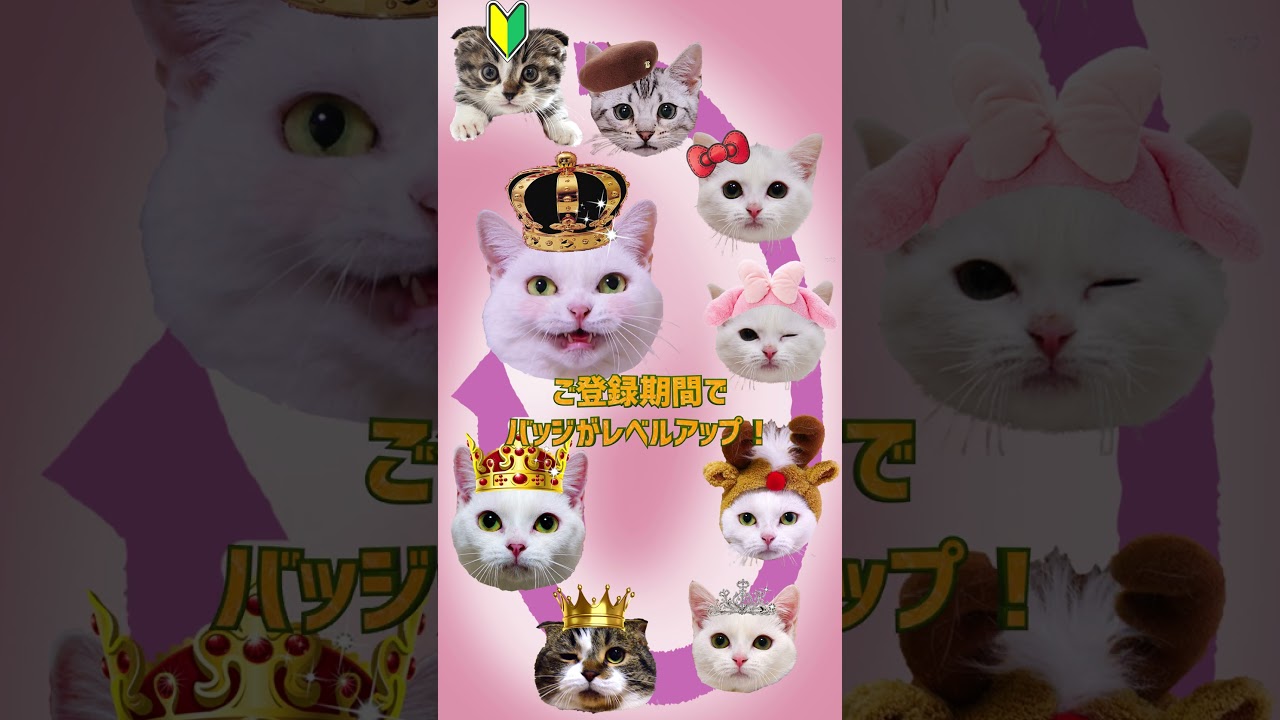 『短足だっていいじゃん』 メンバーシップ開設しました！　#youtube  #マンチカン #メンバーシップ始めました