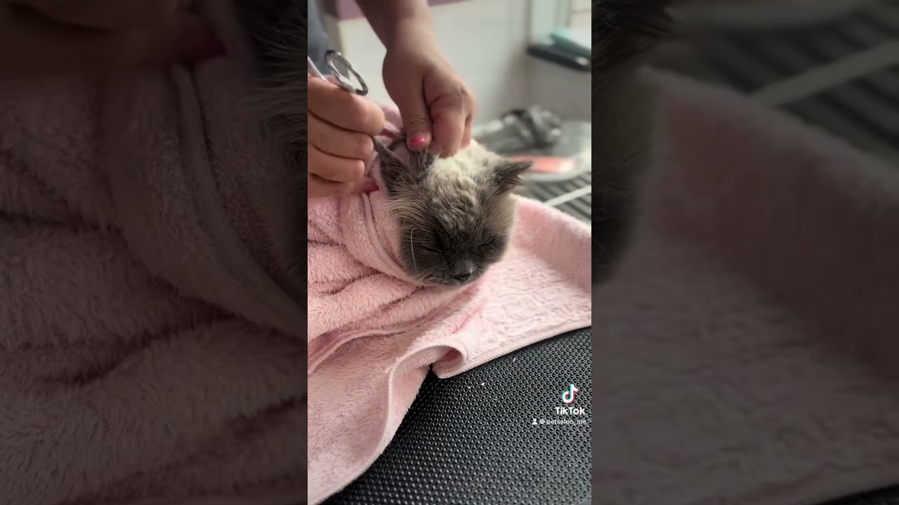 ヒマラヤンのカルピンちゃんが来てくれました　京都市南区　ペットサロンみぃ〜