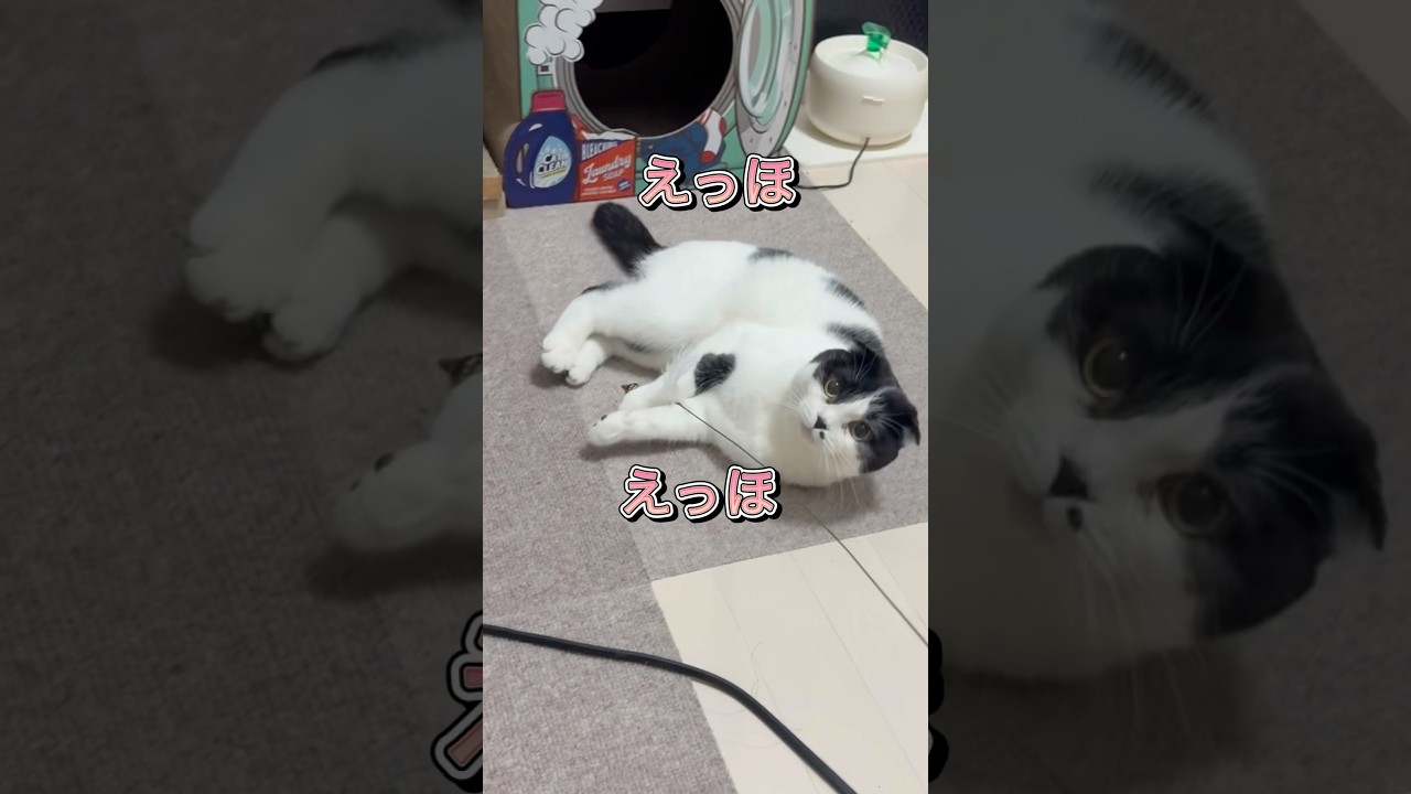 えっほえっほえっほえっほ！　#スコティッシュフォールド #cat #ハチワレ #ねこ #ネコ #アンパンマン #つぶあん