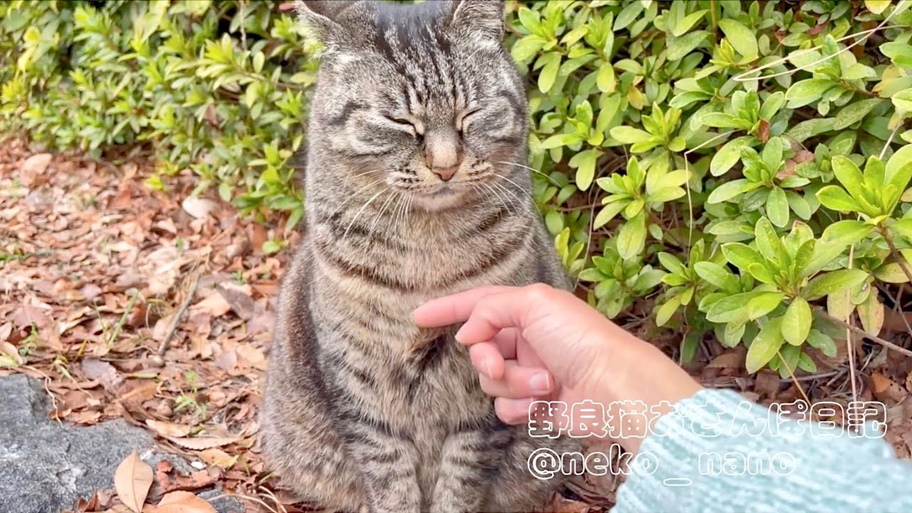 胸元をヨダレまみれにしたキジトラがすまし顔してて可愛い