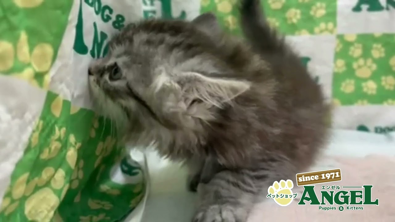 サイベリアン 2503039 【ペットショップエンゼル　子犬・子猫販売】