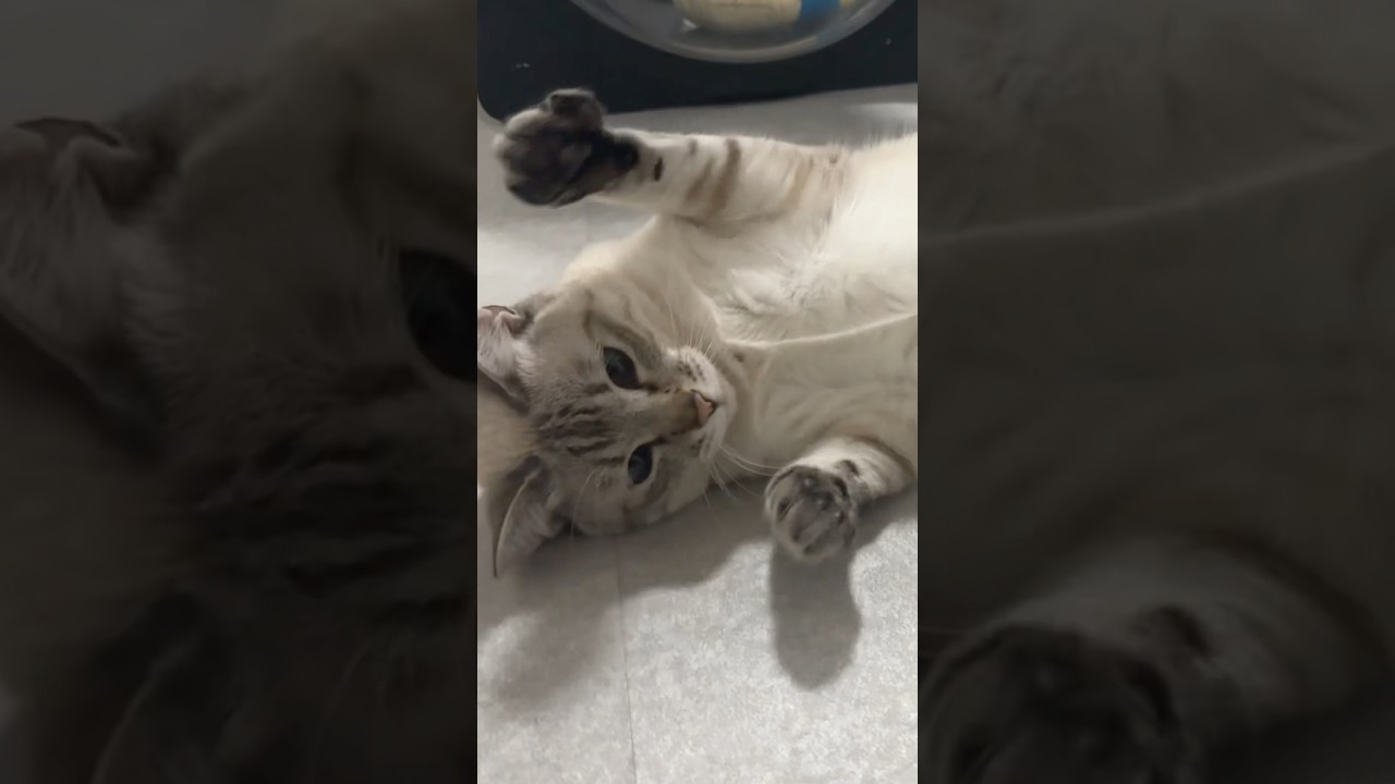 気持ちいいのか分からないブラッシングの表情⁉︎　#シャムトラ #元保護猫 #シャムミックス  #cat #猫耳 #kitten  #猫耳 #siamesemix