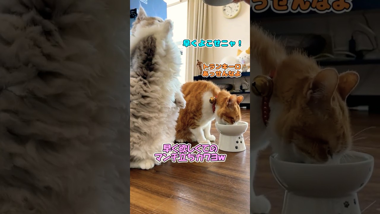 お手とタッチ？猫たちのごはんルーティン #ねこ #子猫 #cat