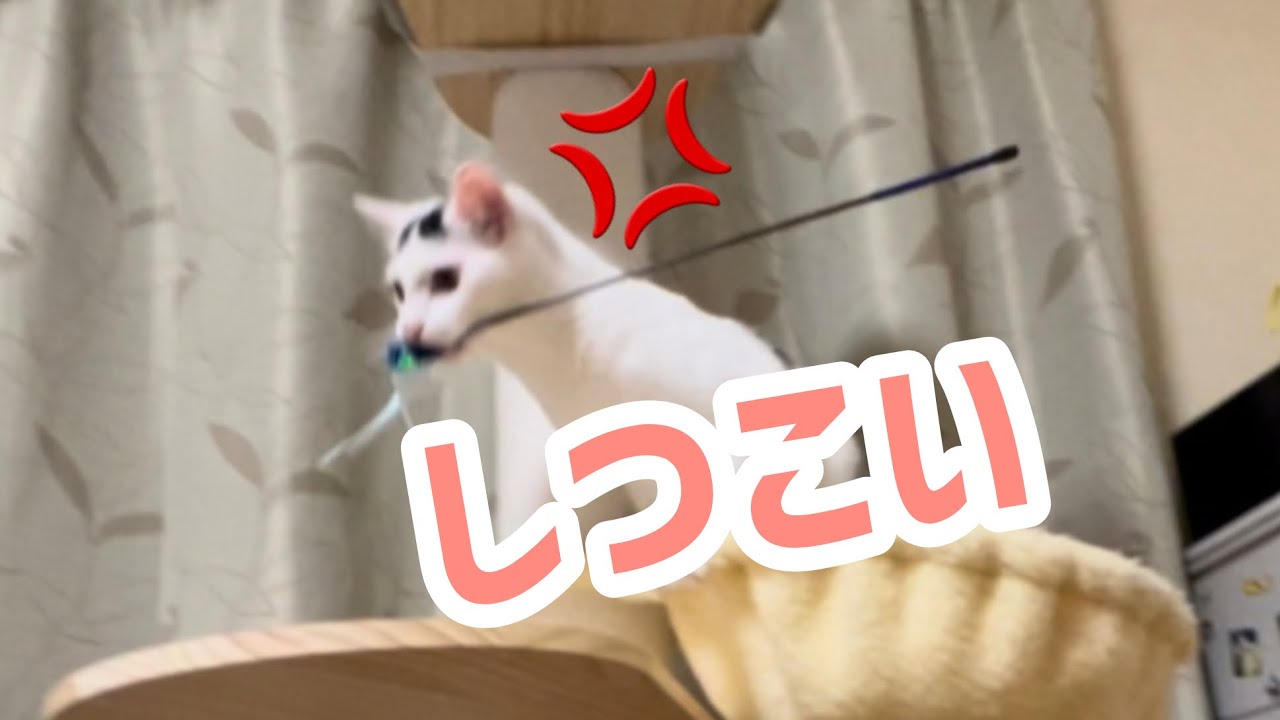 しつこいおじさんにミルクがブチギレ！#保護猫 #ねこ #猫のいる暮らし #ミルねーさん