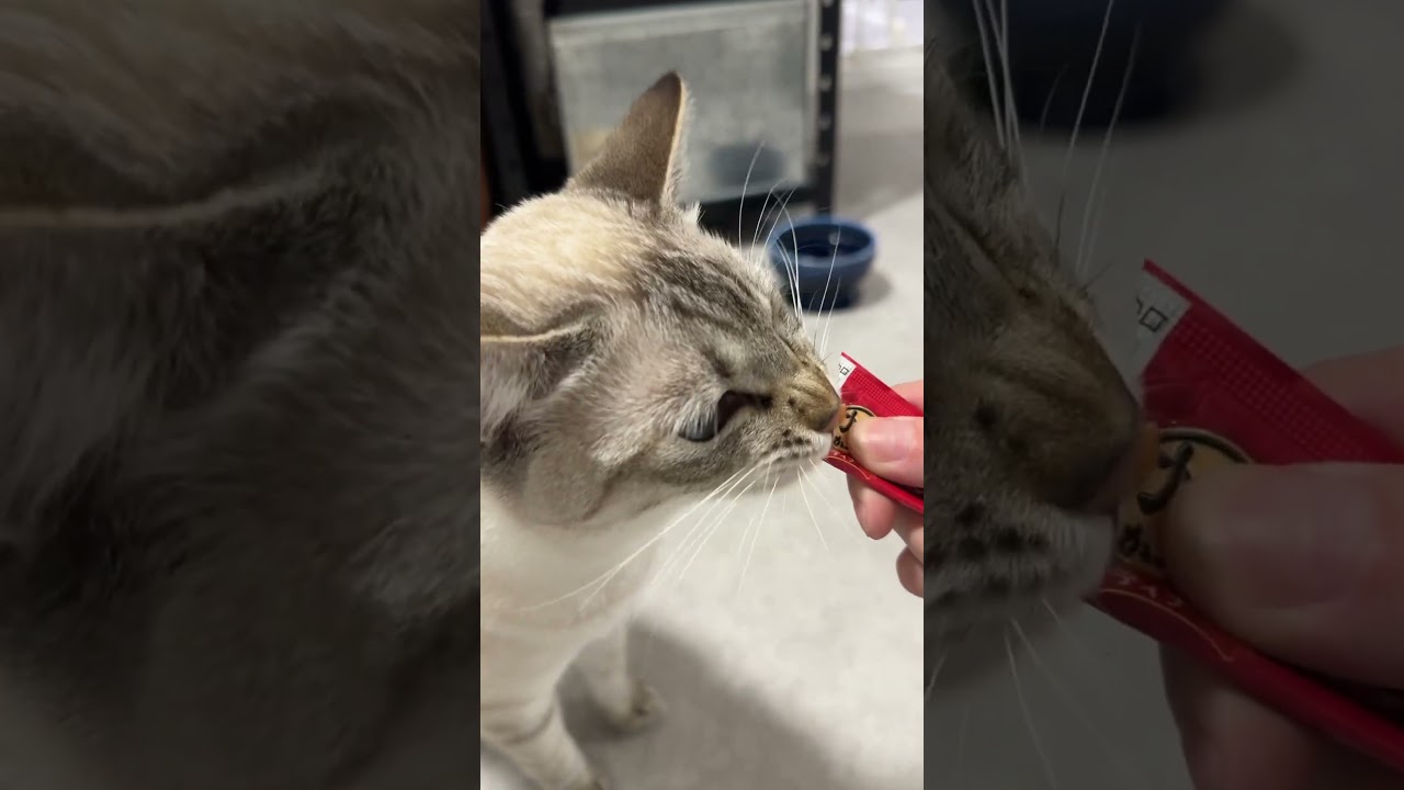 今日はちゅ〜る貰えてます！　#シャムトラ #元保護猫 #シャムミックス  #cat #猫耳 #kitten  #猫耳 #siamesemix