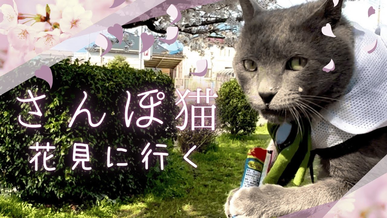 散歩好き 保護猫 ロシアンブルーのカイル 花見に行く