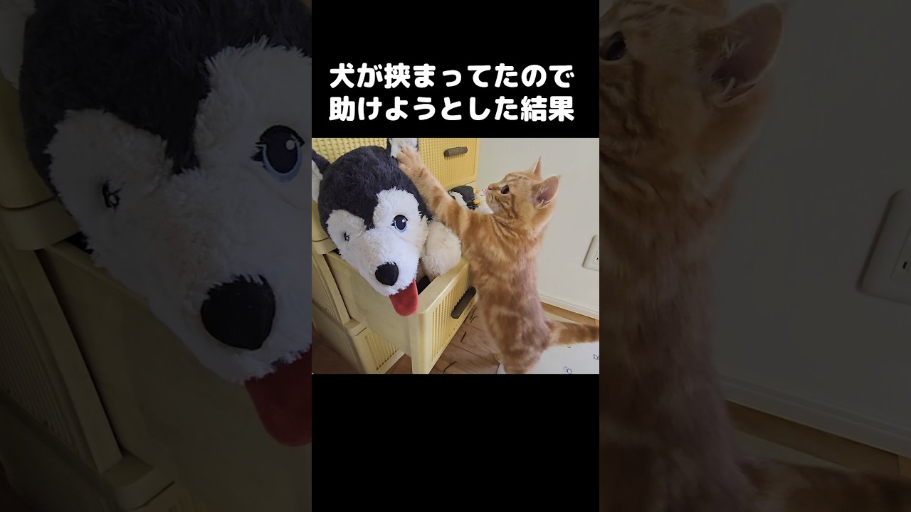 子猫が犬が挟まってたので助けようとした結果...笑#shorts