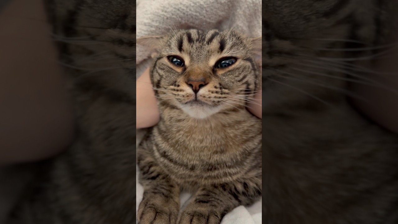 【天使】家に帰ると猫がいるという幸せ... #shorts #猫 #cat