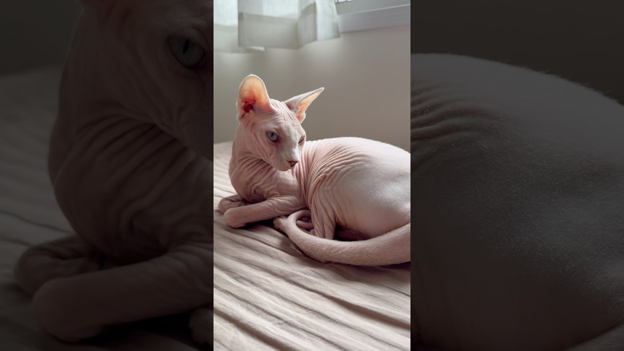 穏やかにくつろぐ毛のない猫【スフィンクス】