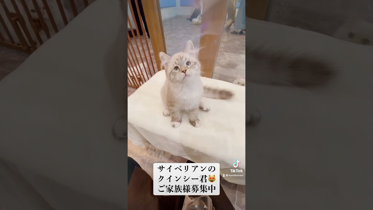 抱っこができる#サイベリアン の#子猫 をお探しなら💖世界チャンピオン血統のクイーン君。人間が大好きでいつも甘えてきます。ご家族様募集中#ペットショップ