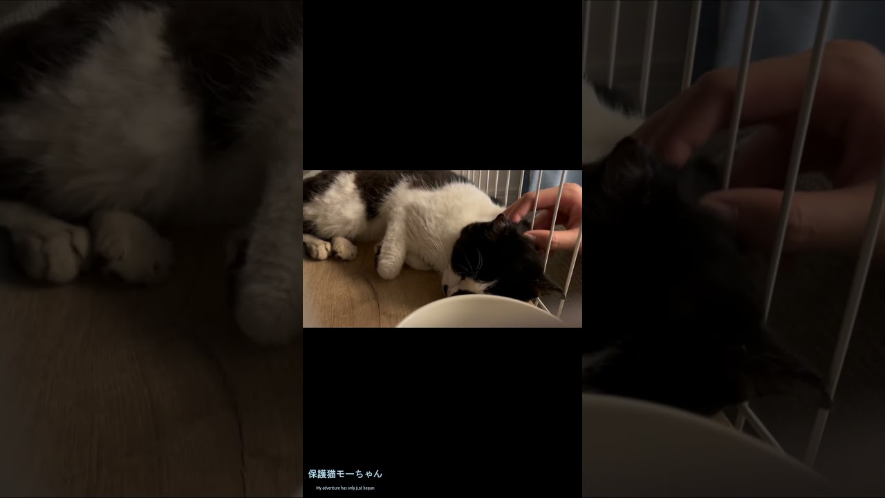 【保護２日目】初なでなでモーちゃん #保護猫 #cat  #ねこ #はちわれ