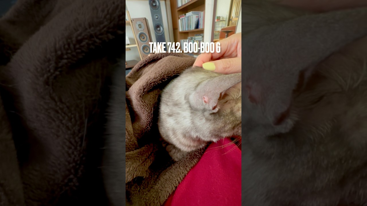 #カイカイ #ガリガリ掻いて 傷になったにゃ❗️#痛そう #かゆい #ミミピュア点耳薬 の出番 #egyptianmaucat #エジプシャンマウ #エジプシャンマウの仲間たち #shorts