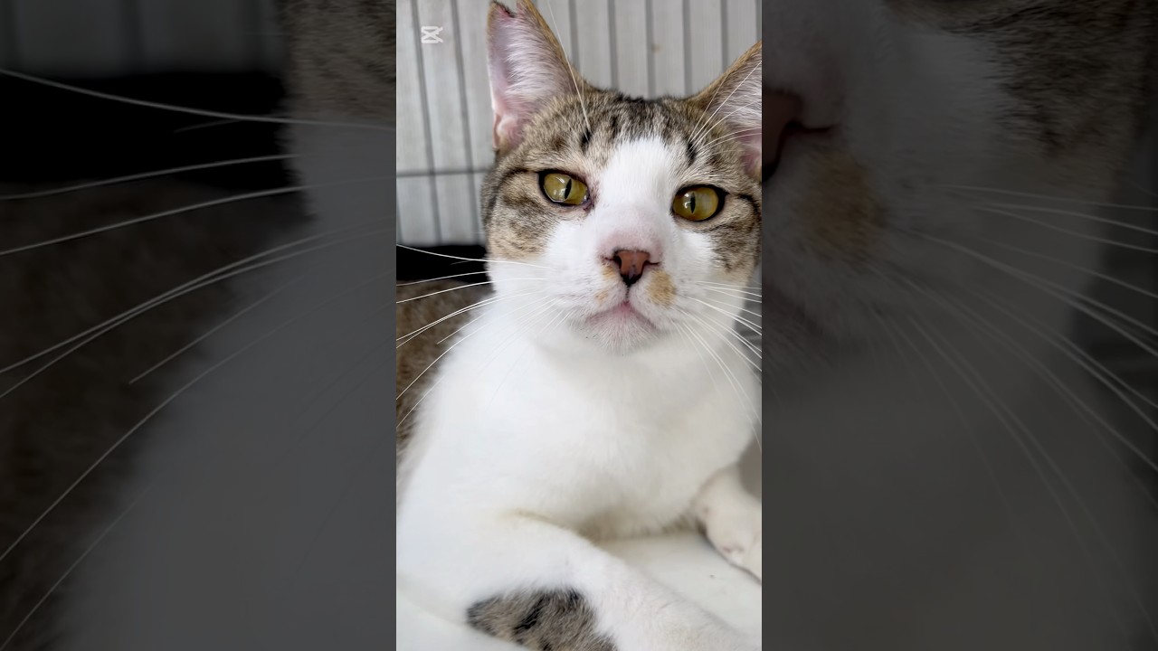 子猫部屋　ひなたぼっこ