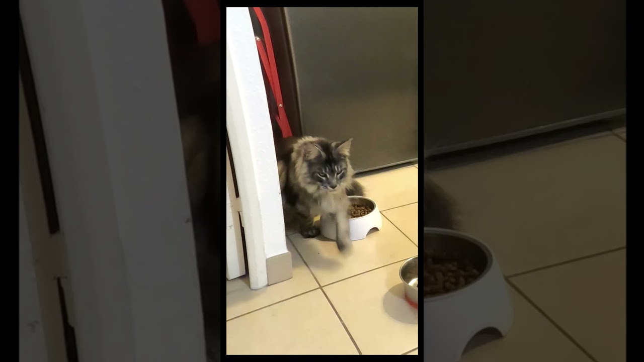 🐱🍽️ Maine Coon Shippie : toutes les gamelles sont à elle, même celles de Sherkan ! 😹🌀 1536