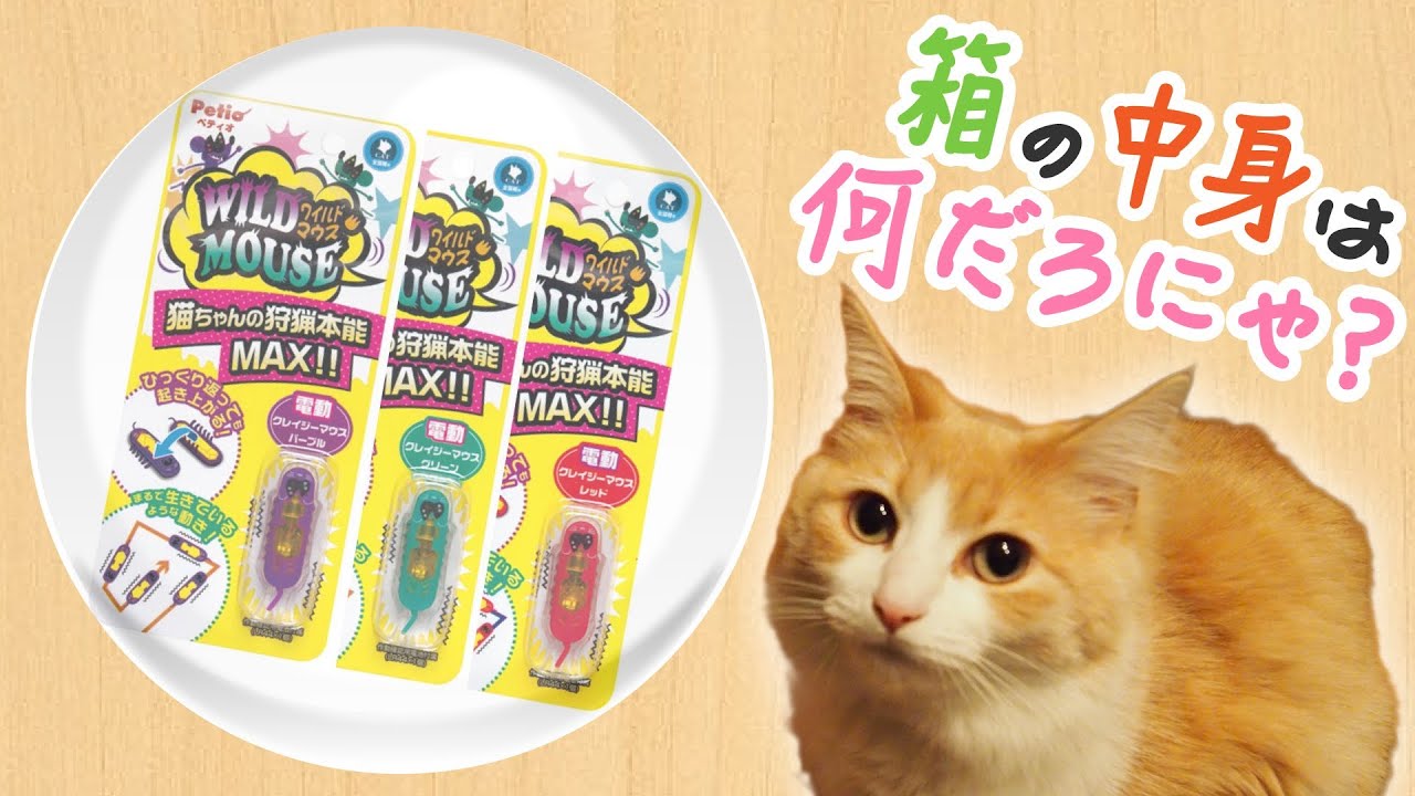 No.12 クレイジーマウスで猫と遊ぶ -ノルウェージャンフォレストキャット-