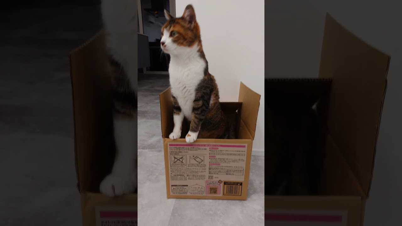 #猫 #保護猫 #Cat #Katze #Kот #Gatto #Kucing #Kat #Katt #Gato #Kissa #Chat #Kотка #Conmèo #kedi