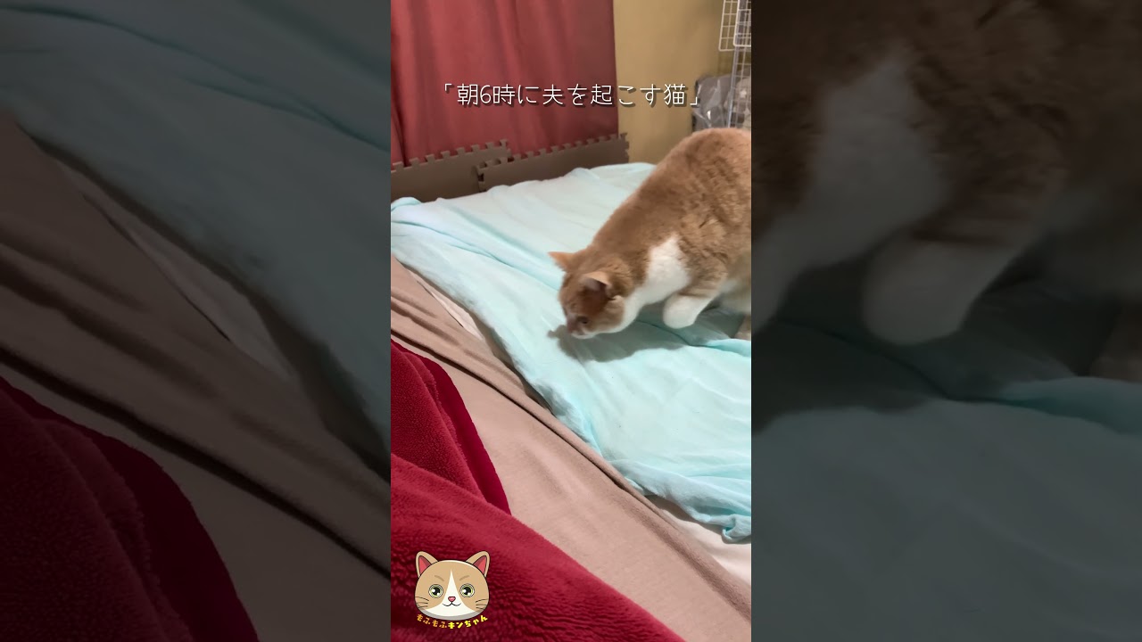 朝6時に夫を起こす#猫 #cat