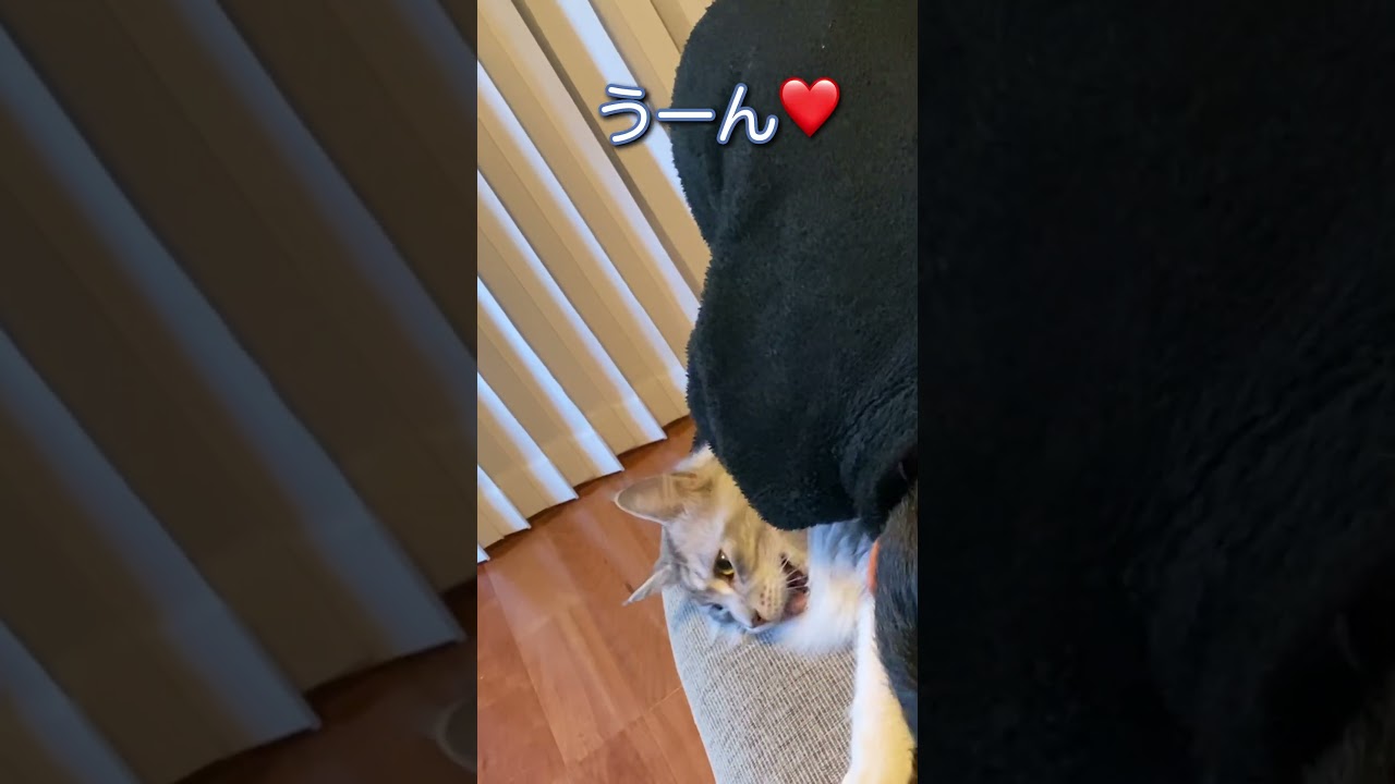 大型猫にチューしまくったら#メインクーン#shorts