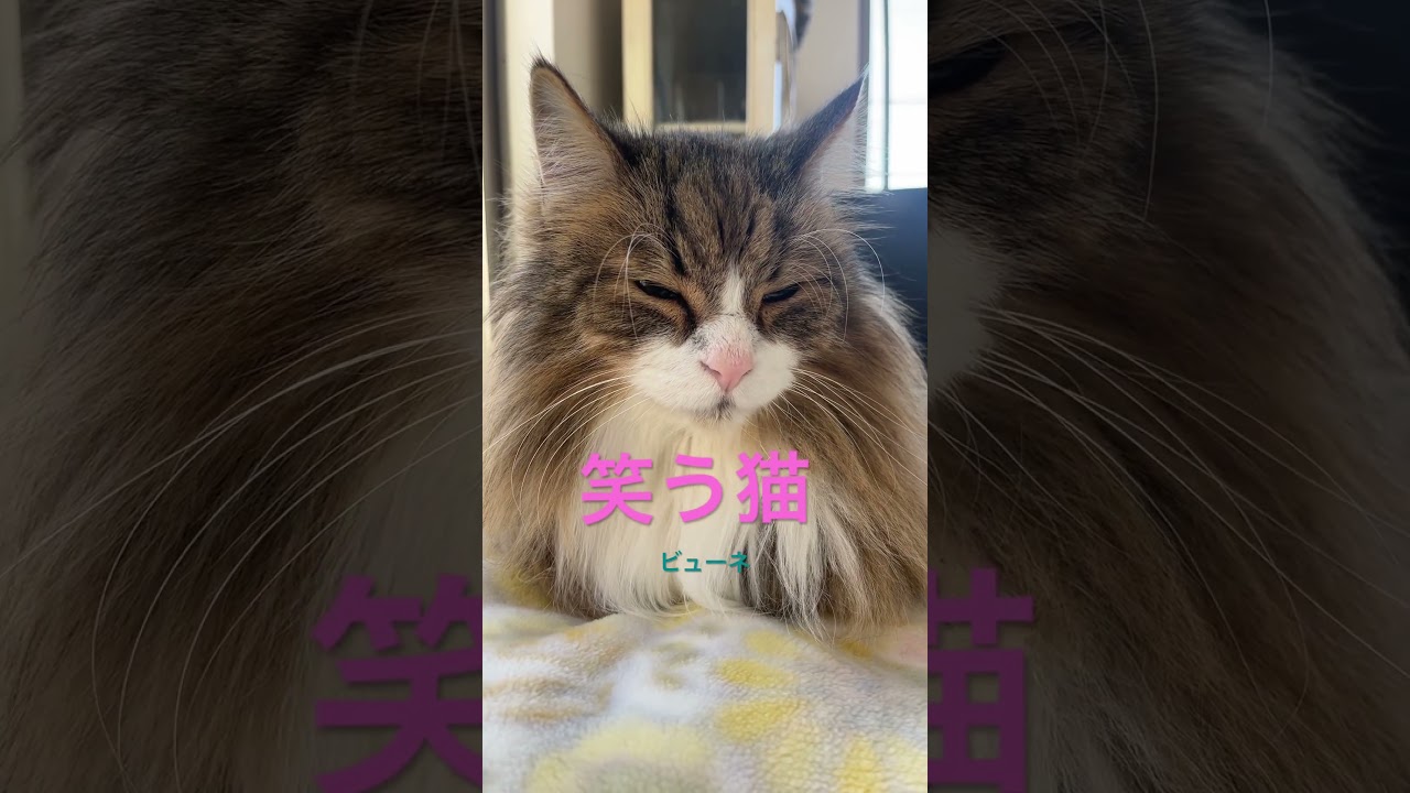 笑う猫#shorts #ノルウェージャンフォレストキャット #cat #猫 #猫のいる暮らし #pets