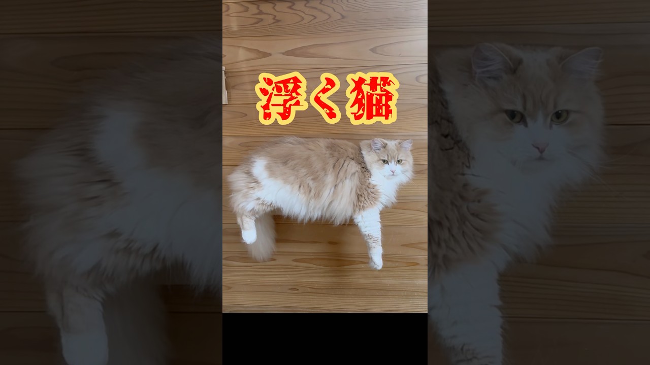 静止画ではありません　もふもふサイベリアン猫