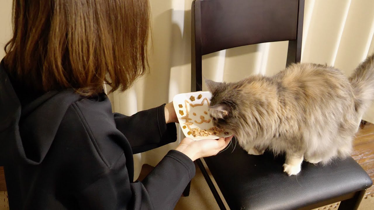 手作り猫用チャオチュールプレートを作ってみた【メインクーン&ソマリ】