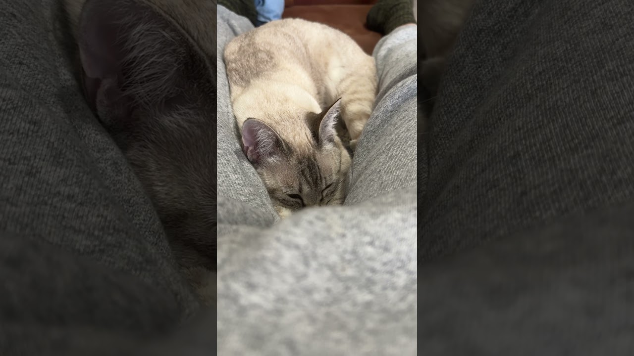 お股で寝る猫です！　#シャムトラ #元保護猫 #シャムミックス  #cat #猫耳 #kitten  #猫耳 #siamesemix