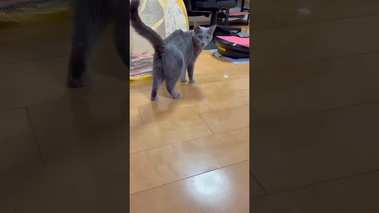 【猫ロシアンブルー】ママが そらちゃんを ご飯に誘った結果がコチラです(笑)#shorts