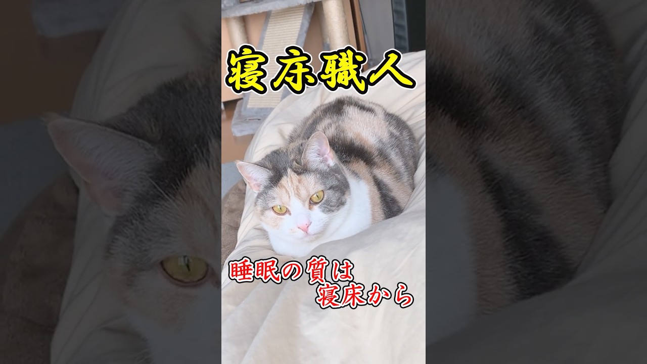 【プロジェクトN】寝床職人の流儀 #毎朝ミーコさん #cat