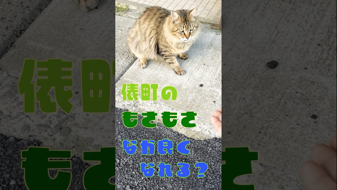 【のらと遊ぶ/野良じゃない…】俵町のもさもさボブテイルさん😊