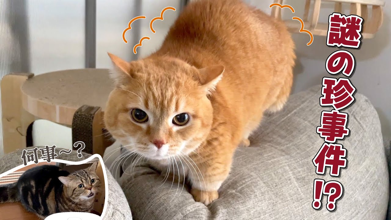 普段は温厚な猫の見たことない姿に驚きました…！
