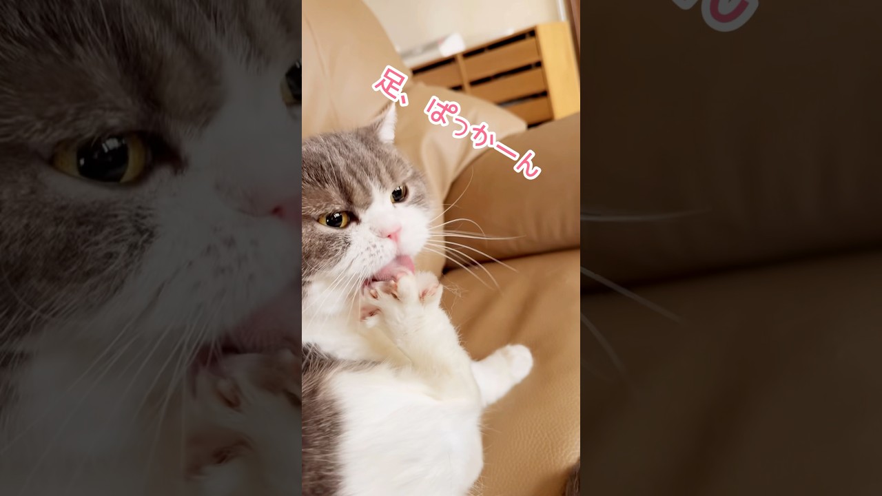 【足、ぱっかーん】#猫#猫のいる暮らし #スコティッシュフォールド #猫の日常 #shorts