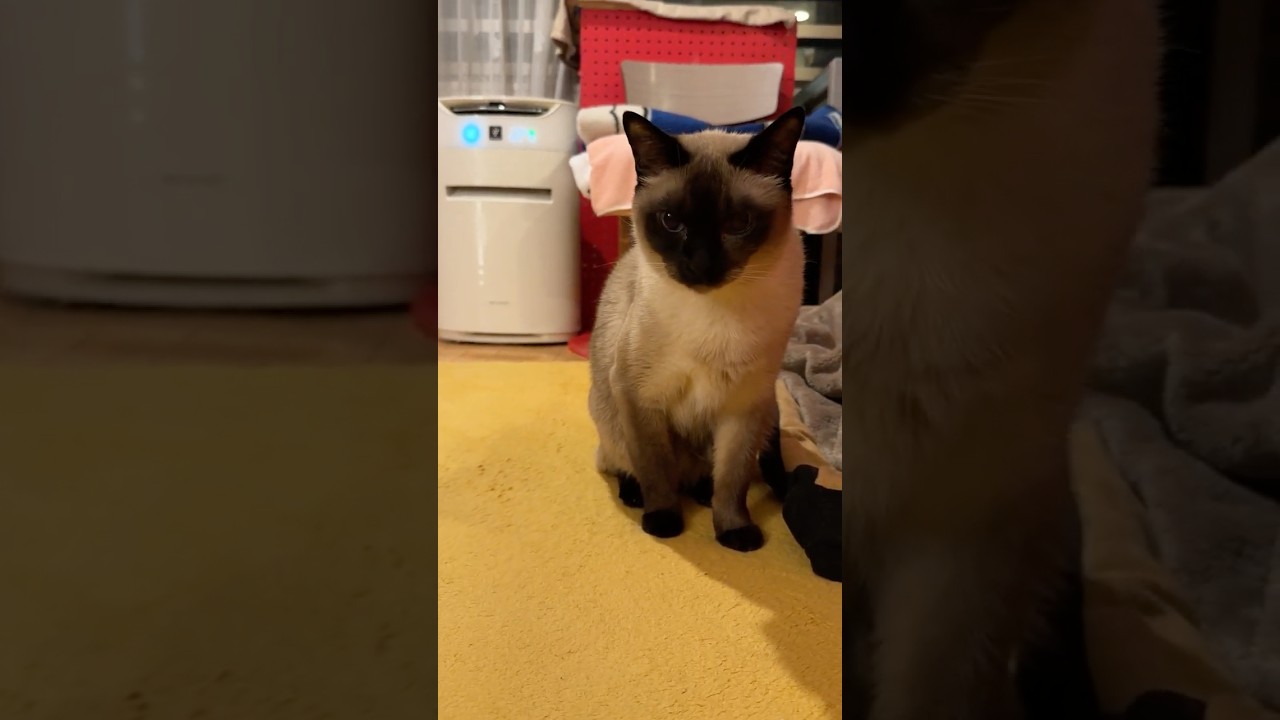 イスの下のペットキャリーから急いで走り去るシンガプーラとたぬき猫なのにゃ♪ #cat #シンガプーラ #トンキニーズ#たぬき猫#singapura#tonkinese
