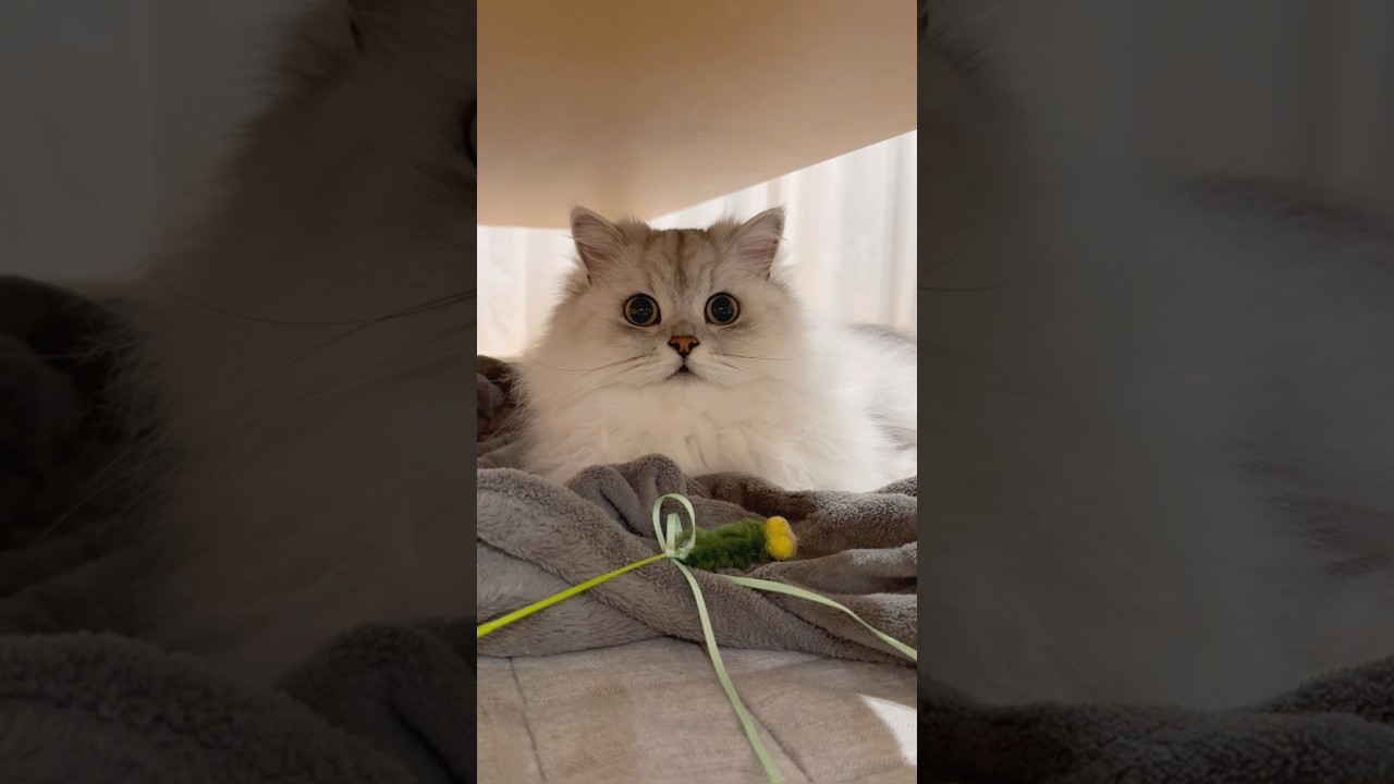 ひとりで遊ぶ猫 【サイベリアン】 #Shorts