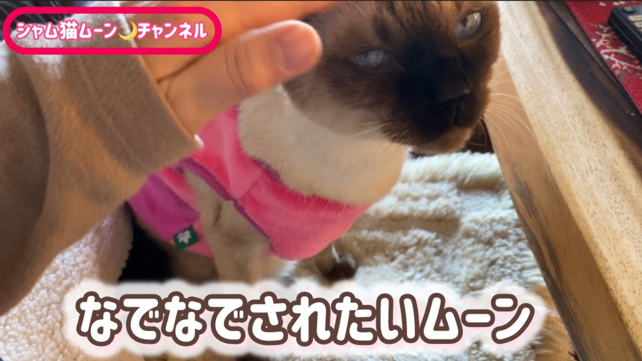 シャム猫ムーン🌙チャンネル・なでなでされたいムーン💕