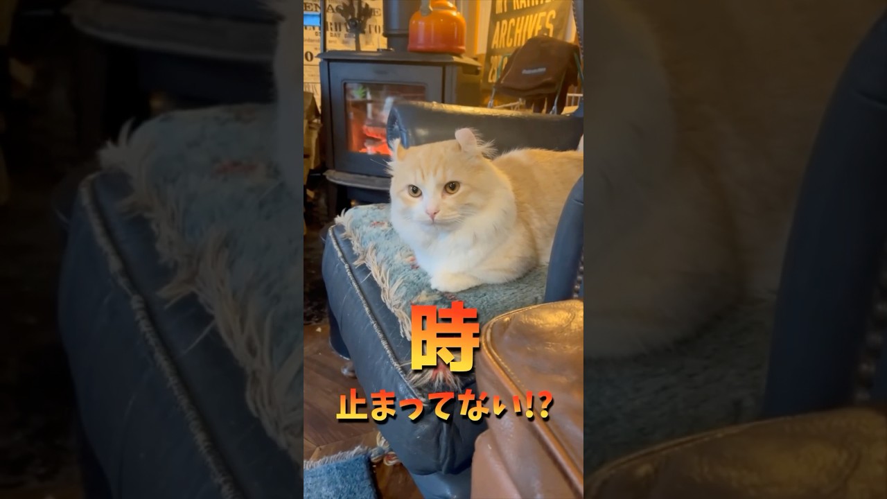 時が止まると決め顔になる毛玉 #猫 #キンカロー #マンチカン #短足部 #cat