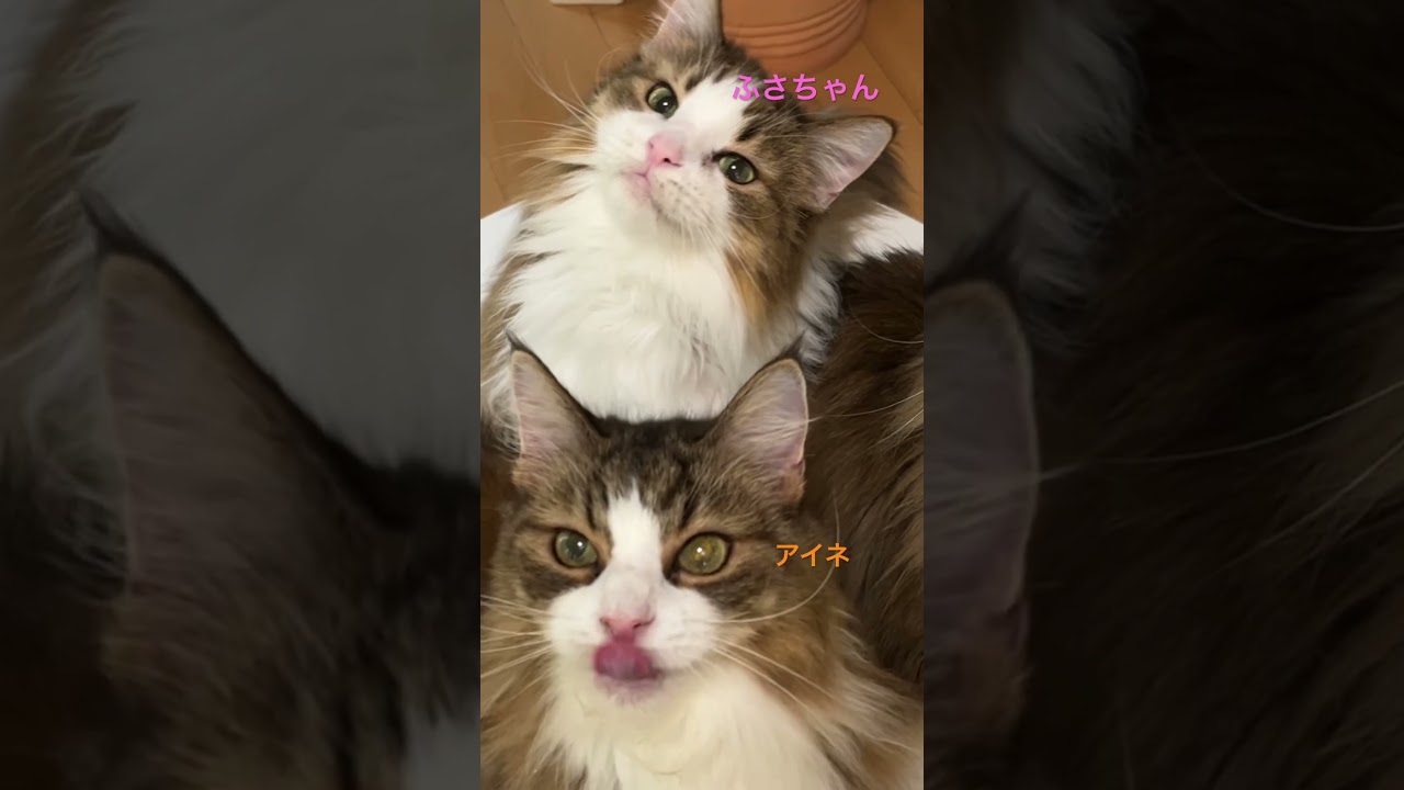 ノルウェージャンのかわいこちゃん💕#shorts #ノルウェージャンフォレストキャット #cat #猫 #猫のいる暮らし #pets