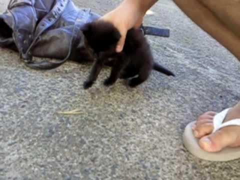small cute kitten(Havana Brown)
