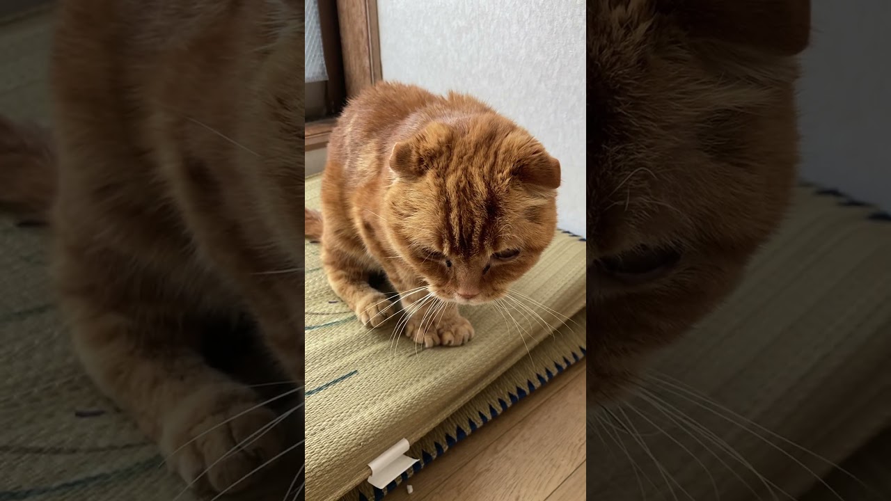 くつろぐ社長 Relaxing president #猫 #スコティッシュフォールド #猫動画 #ショート #cat #scottishfold #catvideosmeowing #shorts