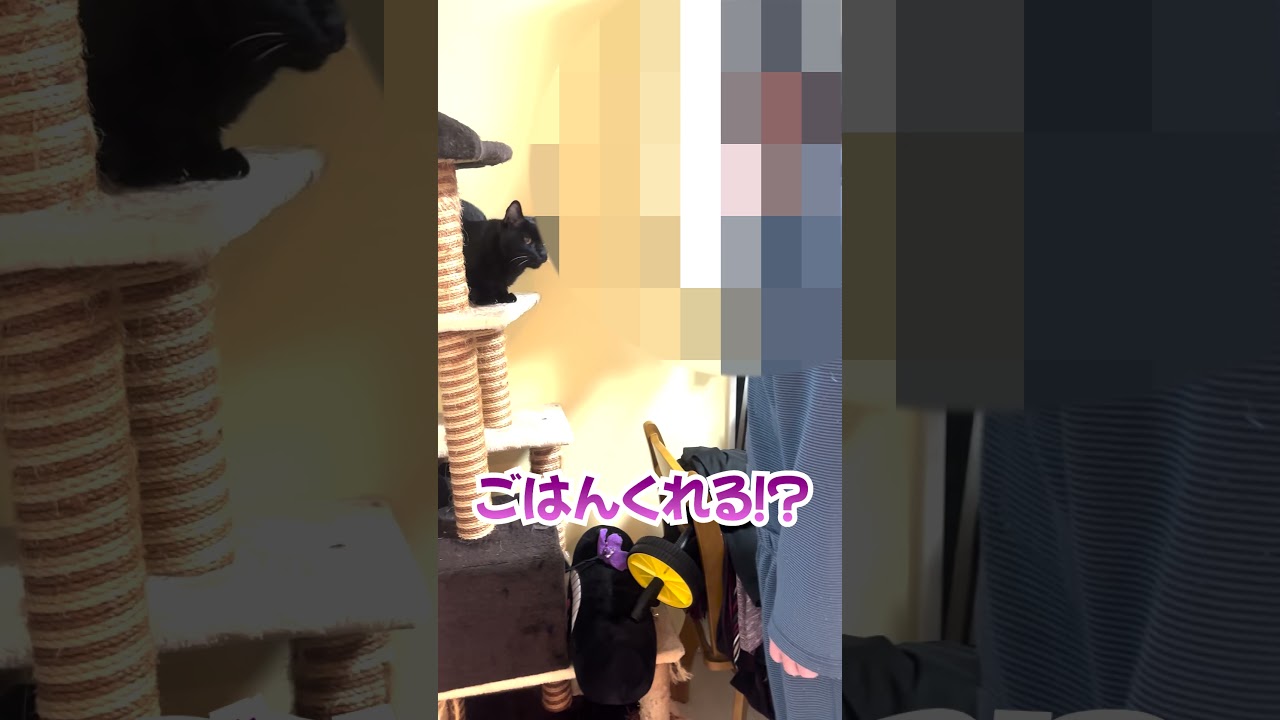 【関西弁でしゃべる猫】猫との駆け引き…結果は？？ #shorts #cat #猫 #猫vlog #黒猫の日常