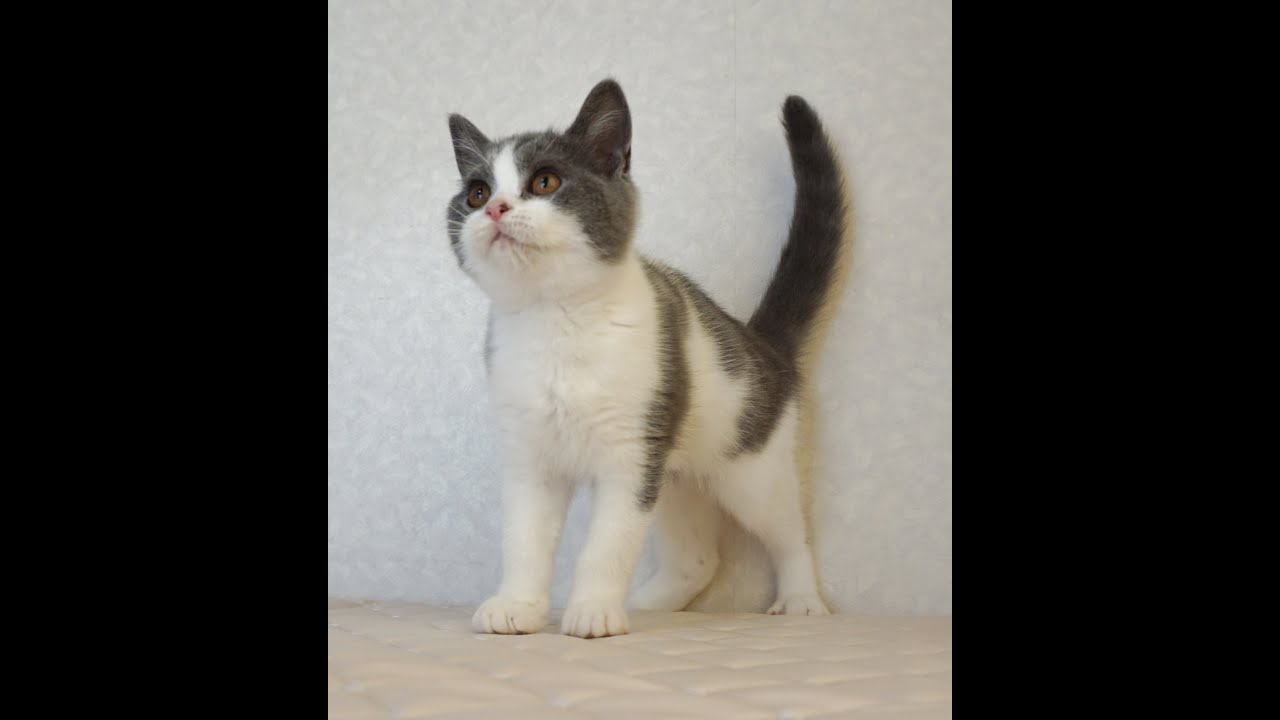 ブリティッシュショートヘアー子猫　British Shorthair　2024.12.18産まれ　ブルー＆ホワイト　男の子　シーダキャット猫のお店