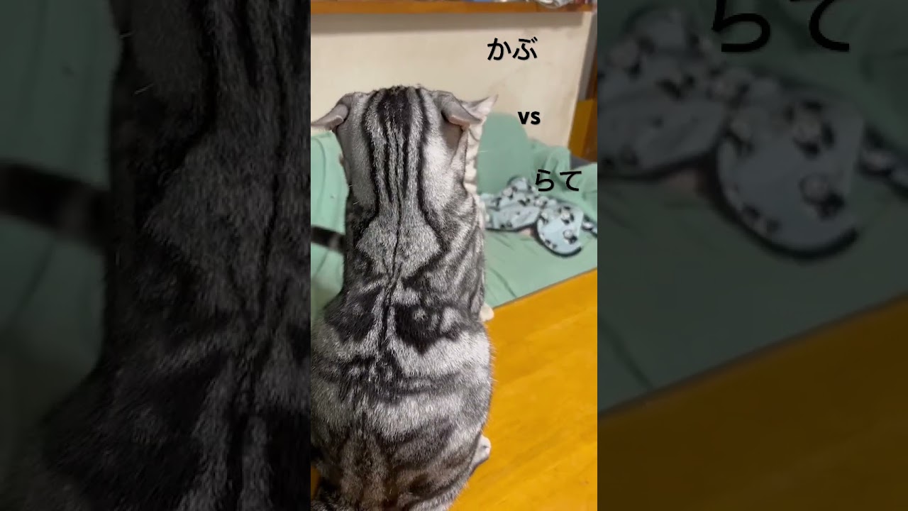 らて姉さんに挑む末っ子かぶ #アメリカンショートヘア #ねこ #アメショー