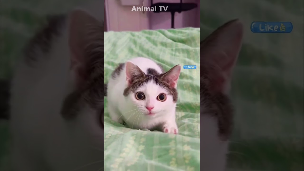 Cutes pet moments that will melt your heart ❤️ #shorts #cutepets #animalcute