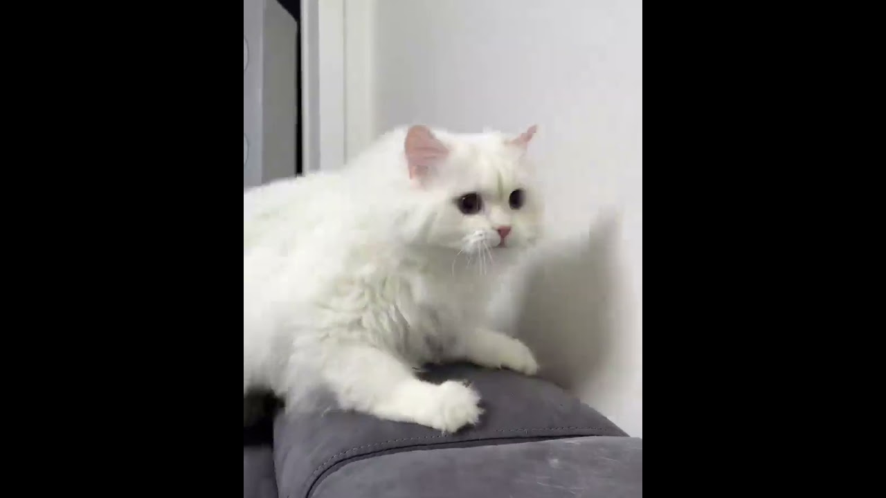 Little mao #cat #catvideos #shorts