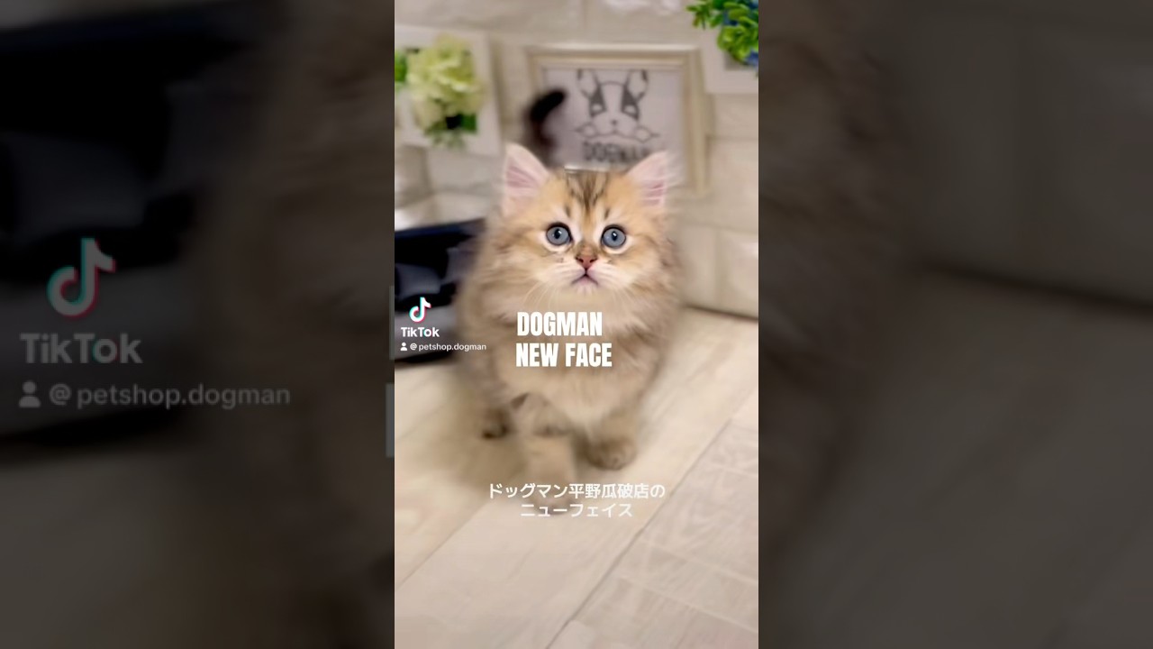 可愛いペルシャの子猫#shorts