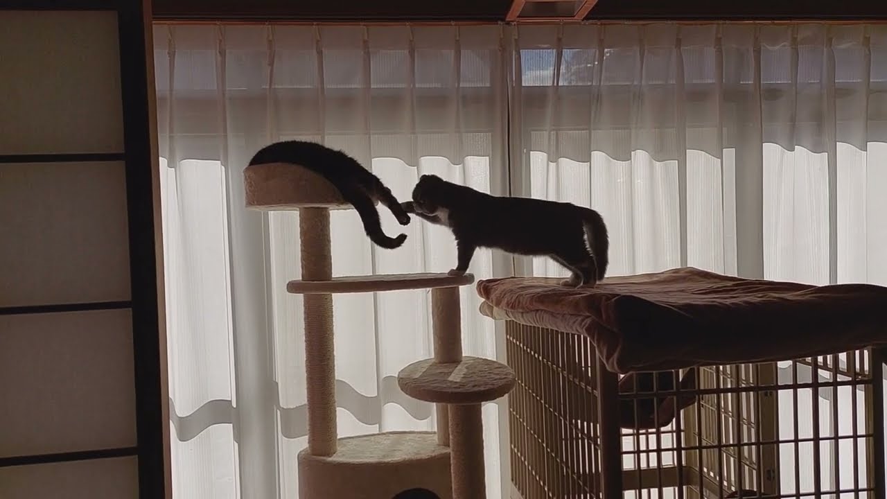 穏やかな日常　しぃちゃん　とっくん　猫と過ごす日々　スコティッシュフォールド　アメリカンショートヘア