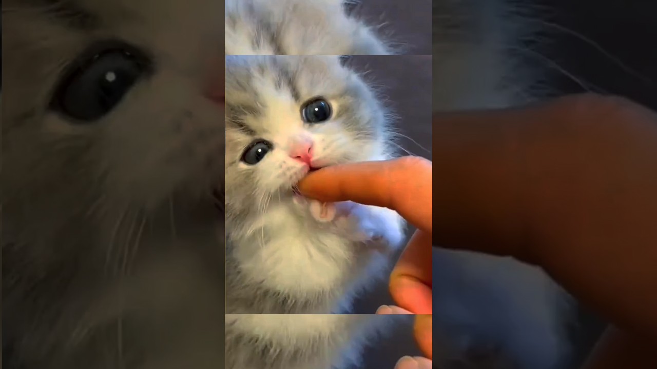 cuteness overload 😍#cat#catlover#cute