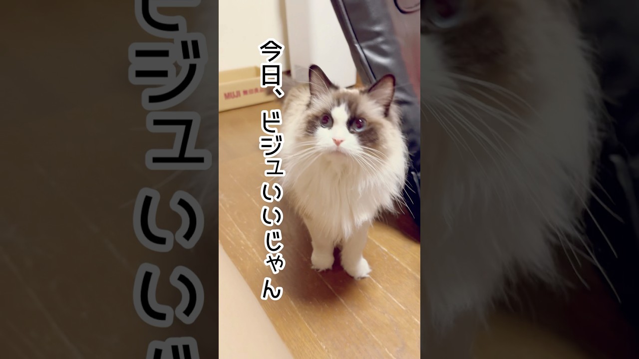 【ビジュいいじゃん】#猫#猫のいる暮らし #ラグドール#shorts