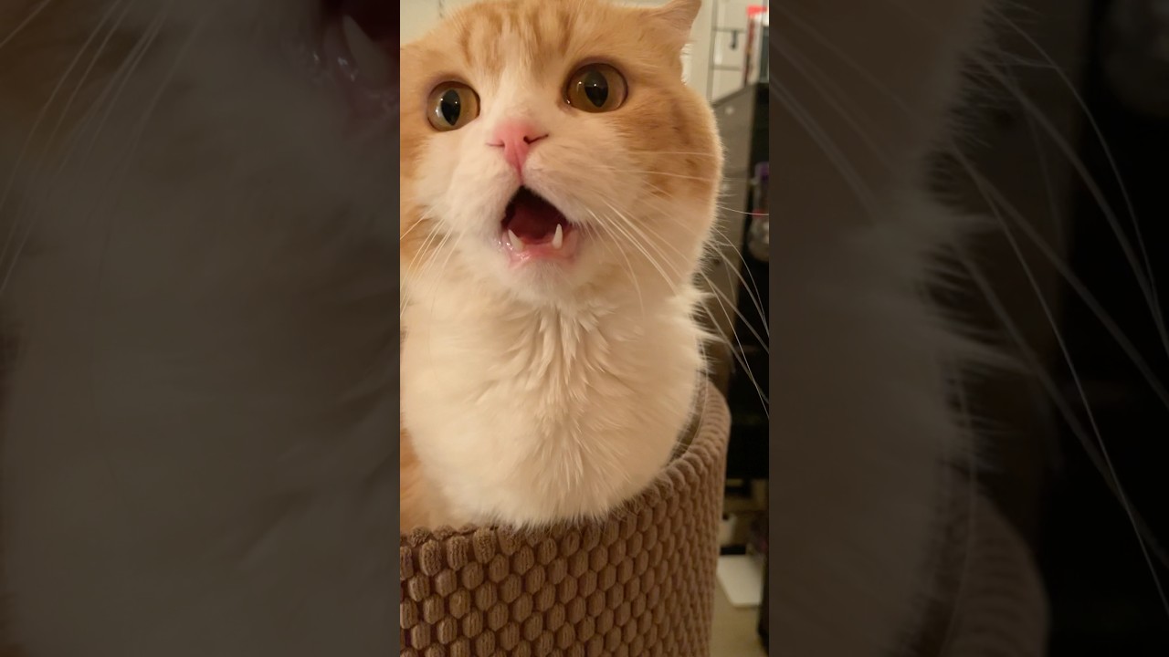 なでて欲しかったにゃ  #cat #cats #catlover #猫 #猫のいる暮らし #スコティッシュフォールド